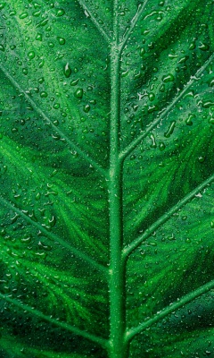 سبز-گیاه-برگ