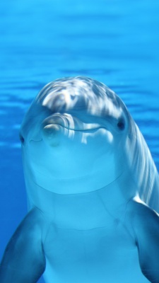 دلفین-آبی