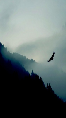 پرنده-جنگل-مه