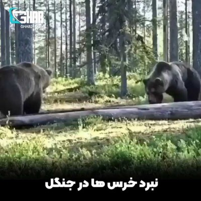 نبرد خرس ها در جنگل
